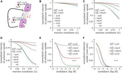 Allosteric modulators of solute carrier function: a theoretical framework